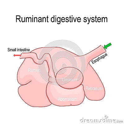 ruminant digestive system: rumen, reticulum, omasum, and abomasum Vector Illustration